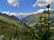 45 Gentiana punctata (Genziana maculata) con vista in Val Grande